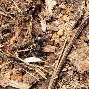 Polyrhachis phryne at Gungahlin, ACT - 5 Oct 2023 11:36 AM