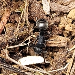 Polyrhachis phryne at Gungahlin, ACT - 5 Oct 2023