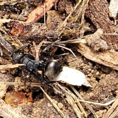 Polyrhachis phryne at Gungahlin, ACT - 5 Oct 2023 11:36 AM