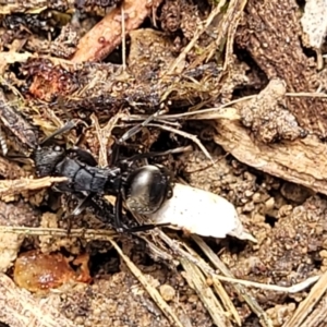 Polyrhachis phryne at Gungahlin, ACT - 5 Oct 2023