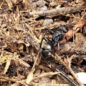 Polyrhachis phryne at Gungahlin, ACT - 5 Oct 2023 11:36 AM