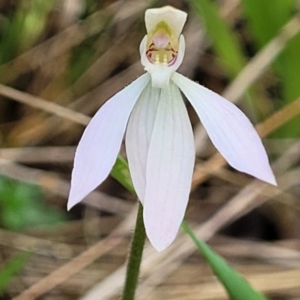 Caladenia carnea at Gungahlin, ACT - suppressed