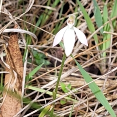 Caladenia carnea at Gungahlin, ACT - suppressed