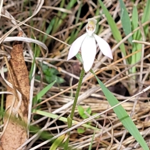 Caladenia carnea at Gungahlin, ACT - 5 Oct 2023