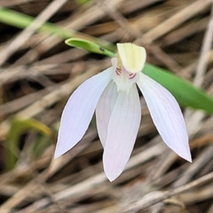 Caladenia carnea at Gungahlin, ACT - suppressed