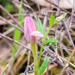 Gonocarpus tetragynus (Common Raspwort) at Gungaderra Grasslands - 5 Oct 2023 by trevorpreston