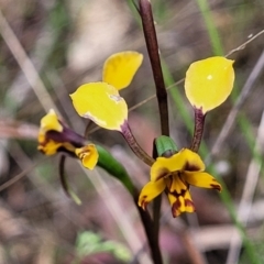 Diuris pardina (Leopard Doubletail) at Gungaderra Grasslands - 5 Oct 2023 by trevorpreston