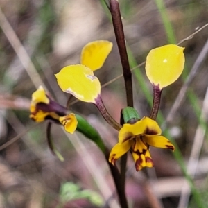 Diuris pardina at Gungahlin, ACT - suppressed