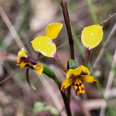 Diuris pardina (Leopard Doubletail) at Gungahlin, ACT - 5 Oct 2023 by trevorpreston