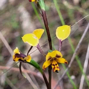 Diuris pardina at Gungahlin, ACT - suppressed