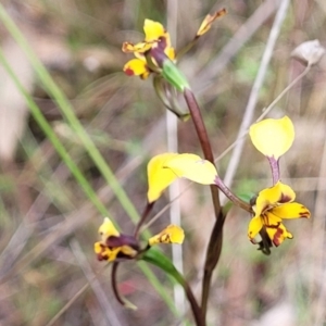 Diuris pardina at Gungahlin, ACT - suppressed