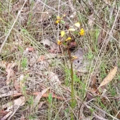 Diuris pardina at Gungahlin, ACT - suppressed