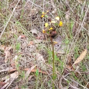 Diuris pardina at Gungahlin, ACT - suppressed