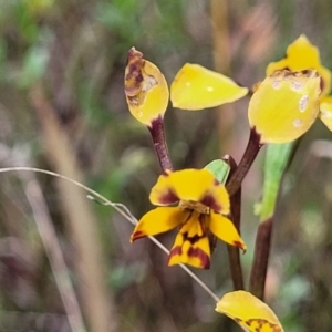 Diuris pardina at Gungahlin, ACT - suppressed