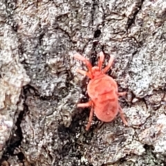 Trombidiidae (family) (Red velvet mite) at Gungaderra Grasslands - 5 Oct 2023 by trevorpreston