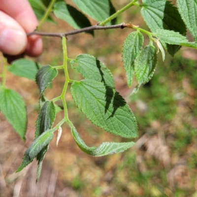 Celtis australis (Nettle Tree) at Gungaderra Grasslands - 5 Oct 2023 by trevorpreston