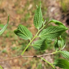 Celtis australis at Gungahlin, ACT - 5 Oct 2023