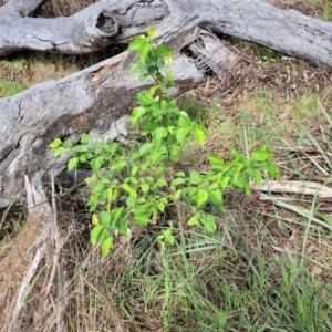 Pyrus ussuriensis at Gungahlin, ACT - 5 Oct 2023 11:29 AM