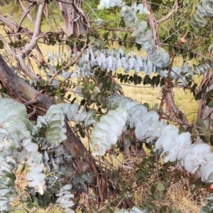 Eucalyptus pulverulenta at Curtin, ACT - 5 Oct 2023 10:15 AM