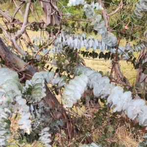 Eucalyptus pulverulenta at Curtin, ACT - 5 Oct 2023