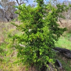 Pyracantha fortuneana (Firethorn) at Gungaderra Grasslands - 5 Oct 2023 by trevorpreston