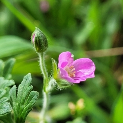 Geranium solanderi var. solanderi (Native Geranium) at Kaleen, ACT - 5 Oct 2023 by trevorpreston