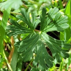 Geranium solanderi var. solanderi at Kaleen, ACT - 5 Oct 2023