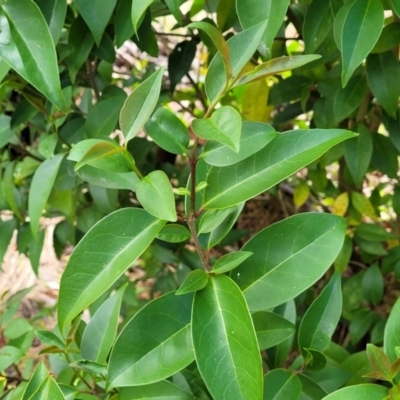 Ligustrum lucidum (Large-leaved Privet) at Gungaderra Grasslands - 5 Oct 2023 by trevorpreston