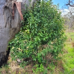 Ligustrum lucidum at Kaleen, ACT - 5 Oct 2023