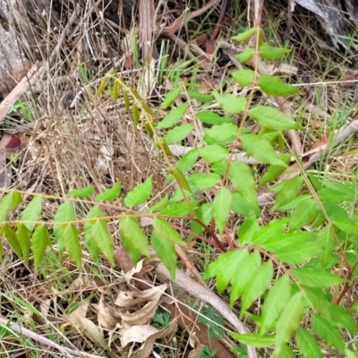 Pistacia chinensis (Chinese Pistachio) at Kaleen, ACT - 5 Oct 2023 by trevorpreston