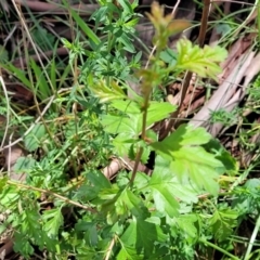 Crataegus monogyna (Hawthorn) at Gungaderra Grasslands - 5 Oct 2023 by trevorpreston