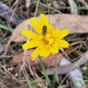 Microseris walteri at Kaleen, ACT - 5 Oct 2023