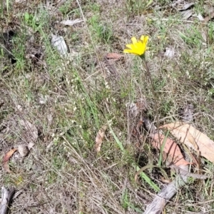 Microseris walteri at Kaleen, ACT - 5 Oct 2023