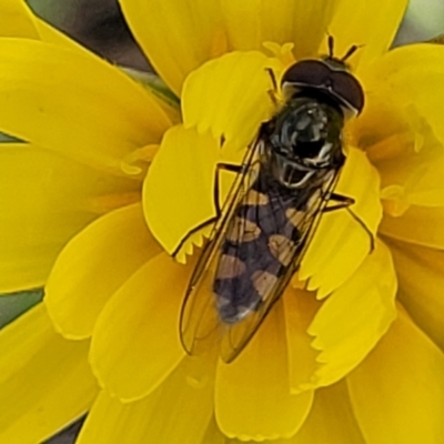 Melangyna viridiceps (Hover fly) at Gungaderra Grasslands - 5 Oct 2023 by trevorpreston