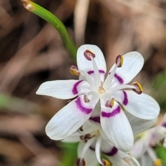 Wurmbea dioica subsp. dioica (Early Nancy) at Kaleen, ACT - 5 Oct 2023 by trevorpreston