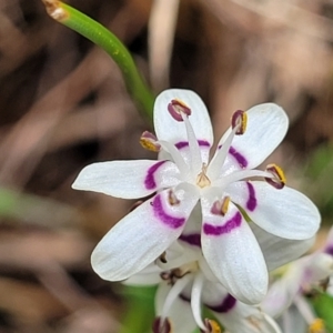 Wurmbea dioica subsp. dioica at Kaleen, ACT - 5 Oct 2023 11:22 AM