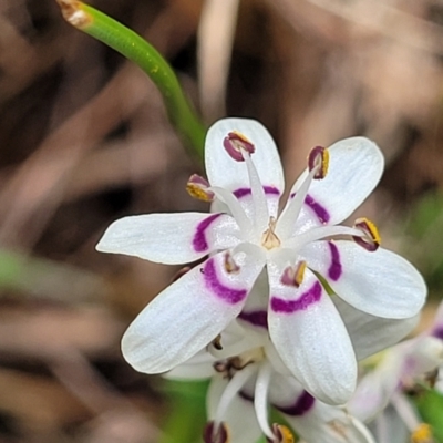 Wurmbea dioica subsp. dioica (Early Nancy) at Kaleen, ACT - 5 Oct 2023 by trevorpreston