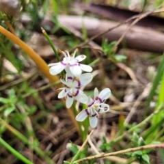 Wurmbea dioica subsp. dioica at Kaleen, ACT - 5 Oct 2023