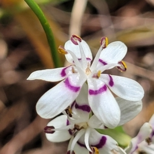 Wurmbea dioica subsp. dioica at Kaleen, ACT - 5 Oct 2023