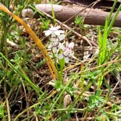 Wurmbea dioica subsp. dioica at Kaleen, ACT - 5 Oct 2023