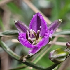 Thysanotus patersonii (Twining Fringe Lily) at Gungaderra Grasslands - 5 Oct 2023 by trevorpreston