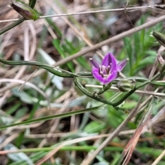 Thysanotus patersonii at Kaleen, ACT - 5 Oct 2023