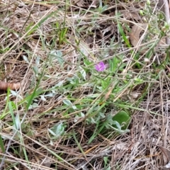 Thysanotus patersonii at Kaleen, ACT - 5 Oct 2023 11:22 AM