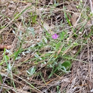 Thysanotus patersonii at Kaleen, ACT - 5 Oct 2023