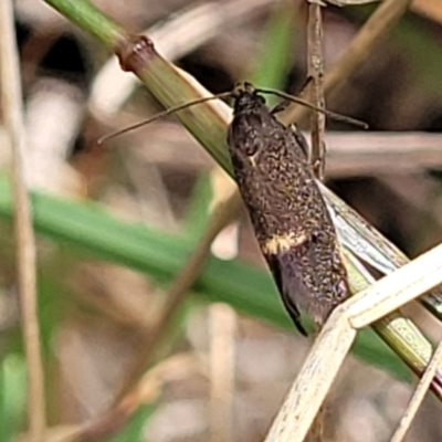 Leistomorpha brontoscopa (A concealer moth) at Gungaderra Grasslands - 5 Oct 2023 by trevorpreston