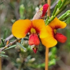 Dillwynia sericea (Egg And Bacon Peas) at Kaleen, ACT - 5 Oct 2023 by trevorpreston