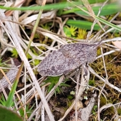 Goniaea australasiae (Gumleaf grasshopper) at Gungaderra Grasslands - 5 Oct 2023 by trevorpreston