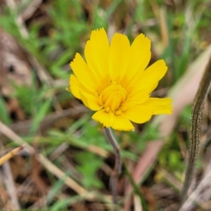 Microseris walteri at Kaleen, ACT - 5 Oct 2023 11:19 AM