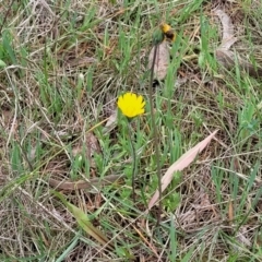 Microseris walteri at Kaleen, ACT - 5 Oct 2023 11:19 AM