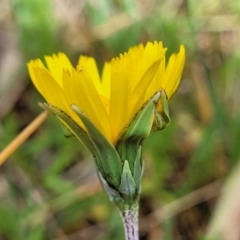 Microseris walteri at Kaleen, ACT - 5 Oct 2023 11:19 AM